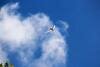 White-tailed Tropic Bird with Croisieres Turquoise Croisieres Turquoise Mauritius