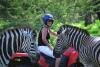 Zebras Casela Nature & Leisure Park