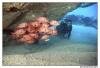 Plongee avec Sun Divers a l'Ile maurice Sun Divers Ile maurice