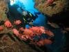 Plongee avec Sun Divers a l'Ile maurice Sun Divers Ile maurice