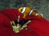 Images de plongee avec Sun Divers a l'Ile maurice Sun Divers Ile maurice