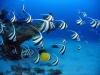 photos de plongee avec Sun Divers a l'Ile maurice Sun Divers Ile maurice