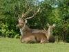 Des cerfs du Domaine des 7 Vall�es a l'Ile Maurice Domaine des 7 Vall�es, Ile Maurice