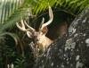 Deer hunting in Mauritius Le Chasseur Mauricien