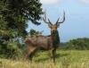 Cerf du Domaine des 7 Vall�es a l'Ile Maurice Domaine des 7 Vall�es, Ile Maurice