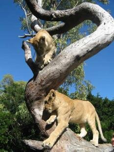 Casela Nature & Leisure Park