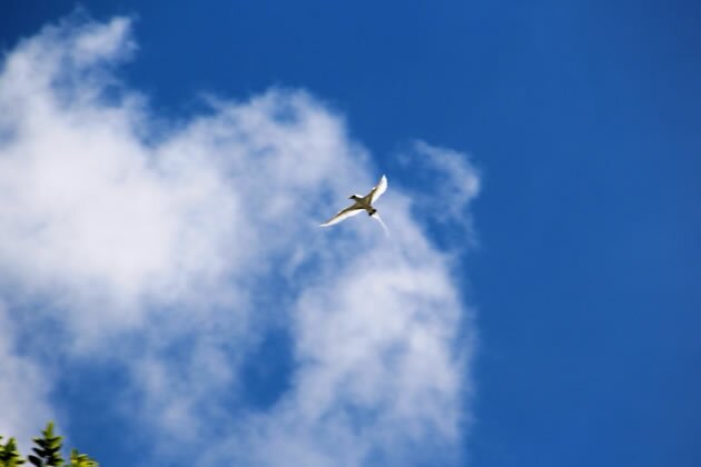 White-tailed Tropic Bird with Croisieres Turquoise Croisieres Turquoise Mauritius