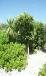 Plantes endemiques de l'Ile aux Aigrettes a l'Ile Maurice Ile aux Aigrettes Reserve Naturelle Ile Maurice