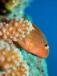 Sun Divers Ile maurice