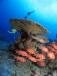Images de plongee avec Sun Divers a l'Ile maurice Sun Divers Ile maurice