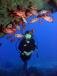 Images de plongee avec Sun Divers a l'Ile maurice Sun Divers Ile maurice