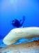 photos de plongee avec Sun Divers a l'Ile maurice Sun Divers Ile maurice