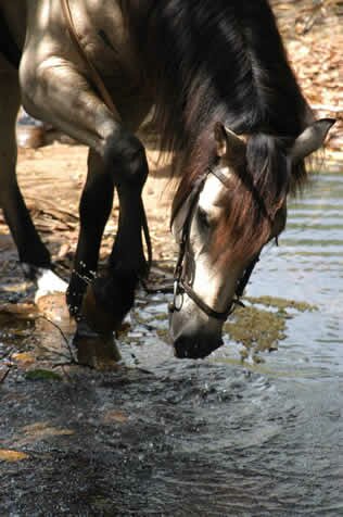 Horse at La Vieille Cheminee in Mauritius La Vieille Cheminee Mauritius