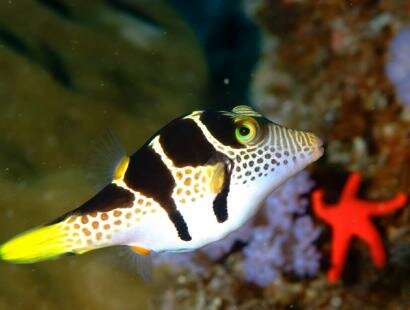 Mauritian Scuba Diving Association
