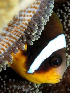 Sun Divers Ile maurice