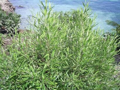 Bois de reinette, Dodonaea viscosa a l'Ile aux Aigrettes Reserve Naturelle de l'Ile Maurice Ile aux Aigrettes Reserve Naturelle Mauritius