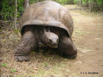 Tortue a l'Ile aux Aigrettes Reserve Naturelle de l'Ile Maurice Ile aux Aigrettes Reserve Naturelle Ile Maurice