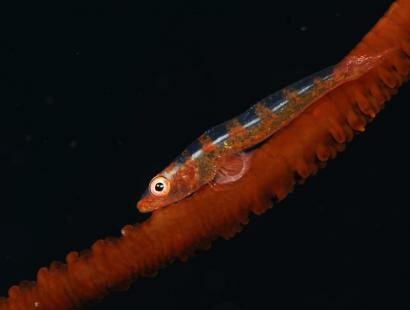Mauritian Scuba Diving Association