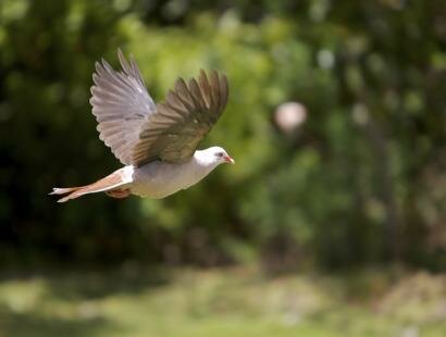 Le pigeon rose a l'Ile aux Aigrettes Reserve Naturelle de l'Ile Maurice Ile aux Aigrettes Reserve Naturelle Ile Maurice