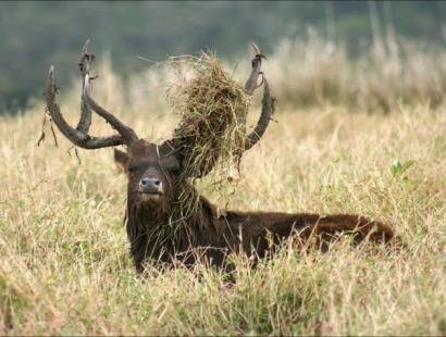 Le Chasseur Mauricien