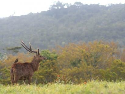 Le Chasseur Mauricien