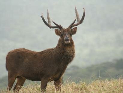 Le Chasseur Mauricien
