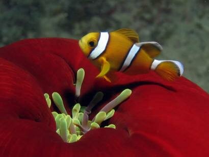 Sun Divers Ile maurice