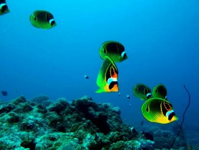 Mauritian Scuba Diving Association