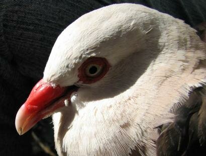 Le pigeon rose, Harrow a l'Ile aux Aigrettes Reserve Naturelle de l'Ile Maurice Ile aux Aigrettes Reserve Naturelle Ile Maurice