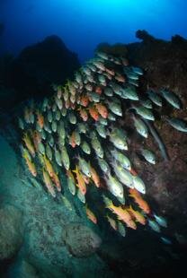 Mauritian Scuba Diving Association