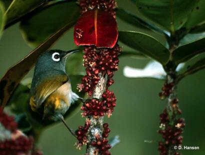 Olive White-Eye a l'Ile aux Aigrettes Reserve Naturelle de l'Ile Maurice Ile aux Aigrettes Reserve Naturelle Mauritius