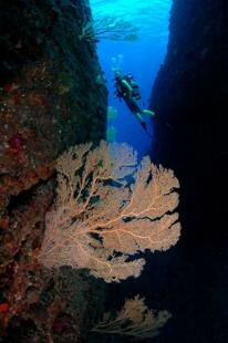 Mauritian Scuba Diving Association