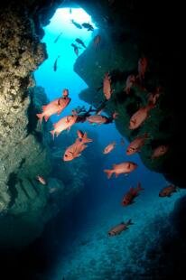 Mauritian Scuba Diving Association