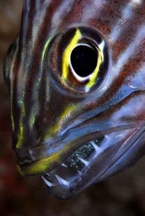 Mauritian Scuba Diving Association