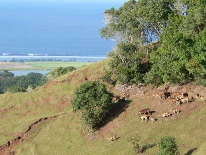 Le Chasseur Mauricien