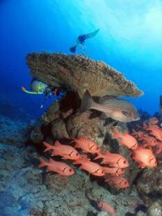 Sun Divers Ile maurice