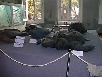 Musee d'Histoire Naturelle Ile Maurice