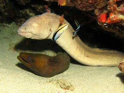 Sun Divers Ile maurice