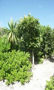 Plantes endemiques de l'Ile aux Aigrettes a l'Ile Maurice Ile aux Aigrettes Reserve Naturelle Ile Maurice