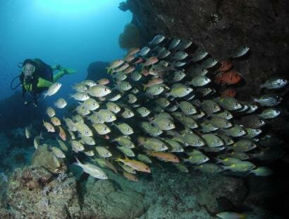 Mauritian Scuba Diving Association