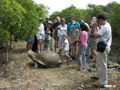 Tortue geante d'Aldabra a l'Ile aux Aigrettes a l'Ile Maurice Ile aux Aigrettes Reserve Naturelle Ile Maurice