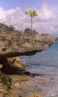 Plante endemique a l'Ile aux Aigrettes a l'Ile Maurice Ile aux Aigrettes Reserve Naturelle Ile Maurice