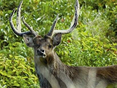 Frdrica Reserve Naturelle, Ile Maurice