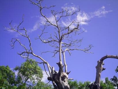 Arbre Endemique a l'Ile aux Aigrettes Reserve Naturelle de l'Ile Maurice Ile aux Aigrettes Reserve Naturelle Ile Maurice