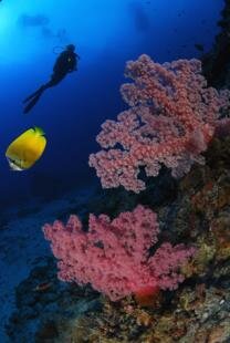 Mauritian Scuba Diving Association