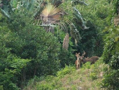 Le Chasseur Mauricien