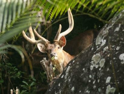 Le Chasseur Mauricien