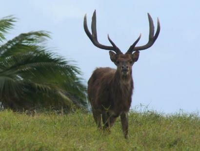 Le Chasseur Mauricien