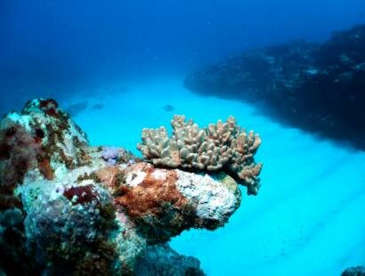 Mauritian Scuba Diving Association