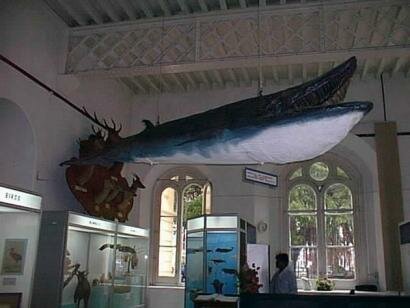 Musee d'Histoire Naturelle Ile Maurice